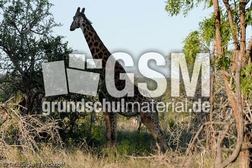 Giraffe (46 von 94).jpg